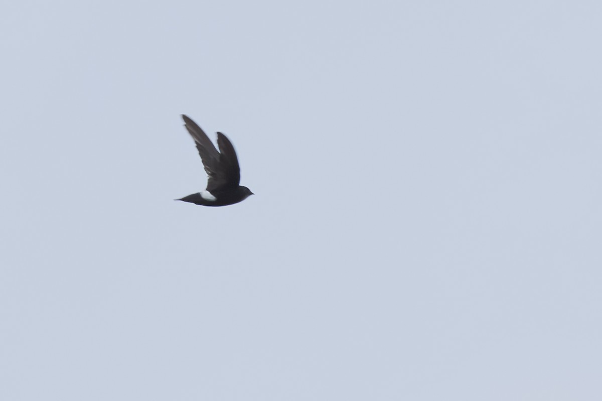 House Swift - ML640805764