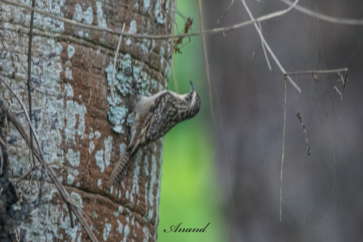 Bar-tailed Treecreeper - ML640805811
