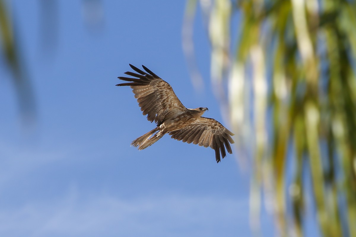 Whistling Kite - ML640805816