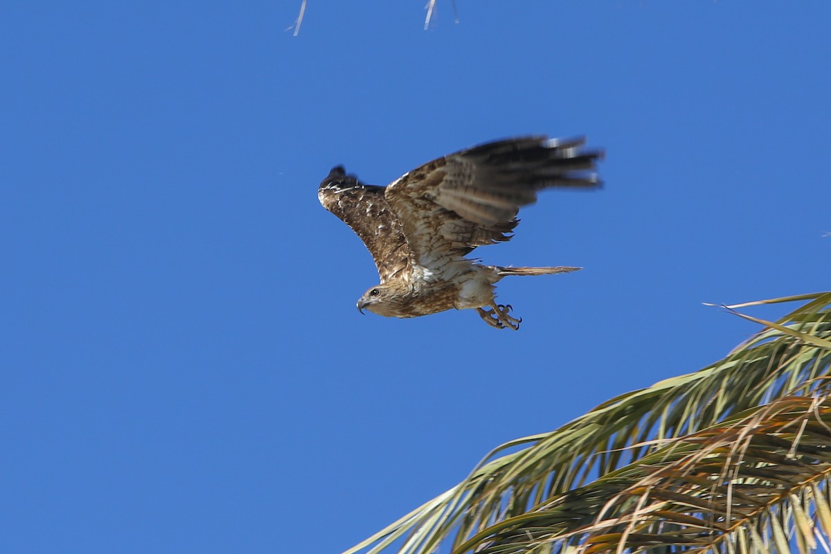 Whistling Kite - ML640805817