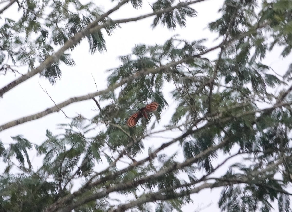 Orange-backed Woodpecker - ML640805846