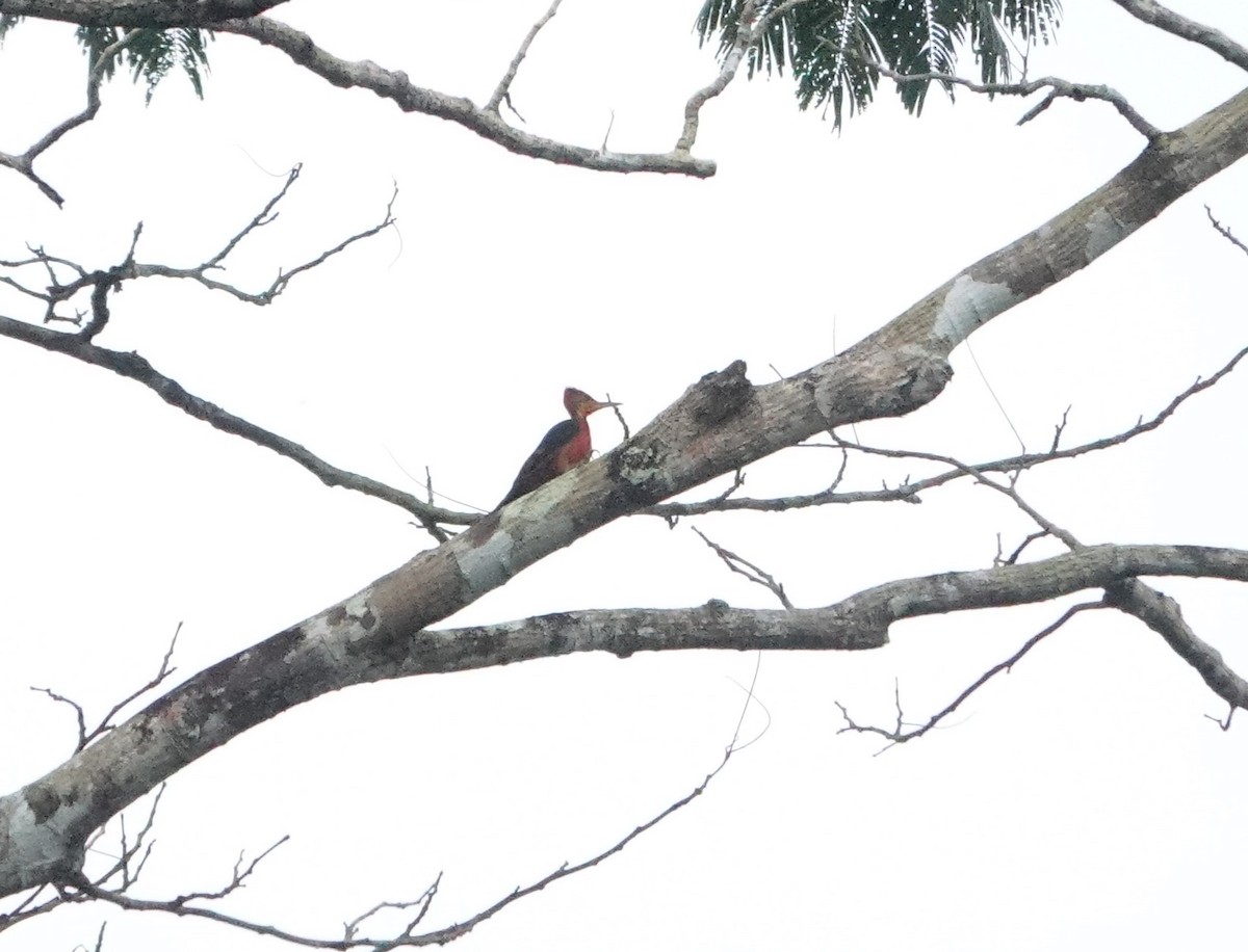 Orange-backed Woodpecker - ML640805847