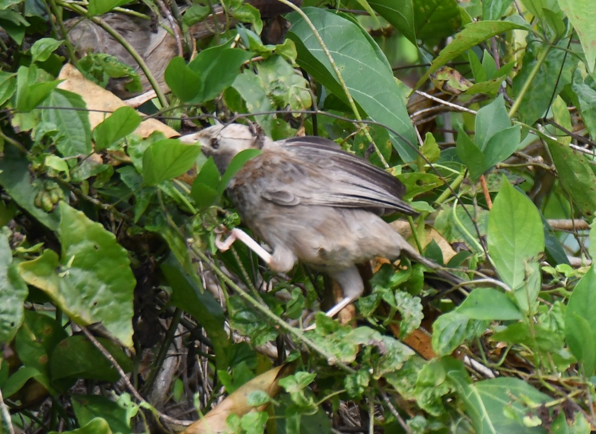 Yellow-billed Babbler - ML640805879