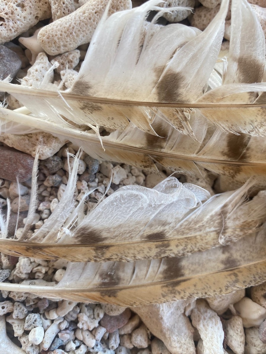 Hontz zuri eurasiarra - ML640805882