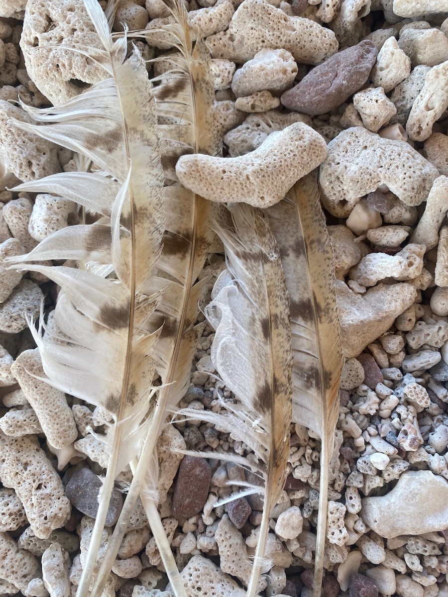 Hontz zuri eurasiarra - ML640805883