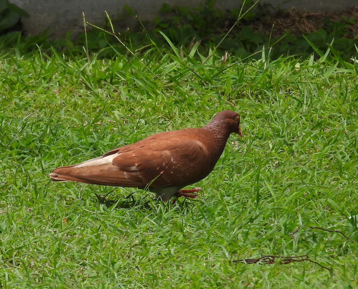 Pale-vented Pigeon - ML640805885