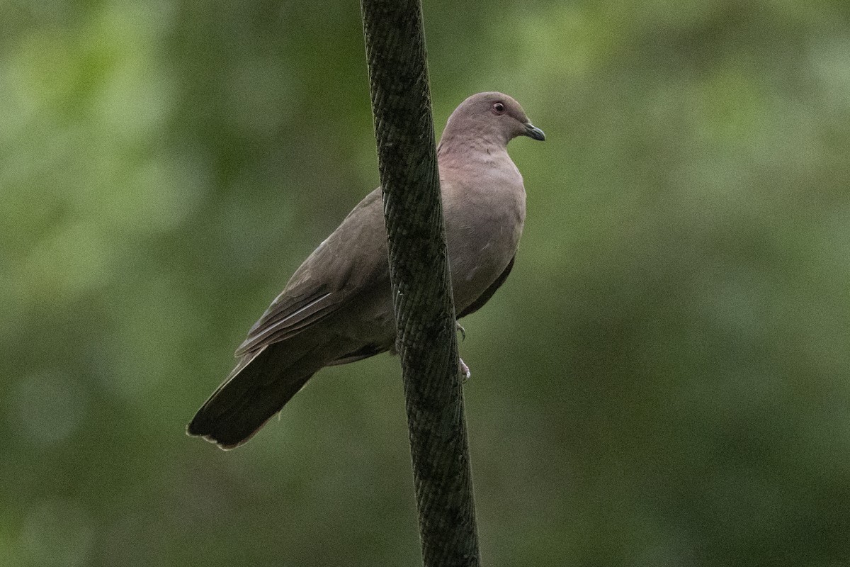 Short-billed Pigeon - ML640805891