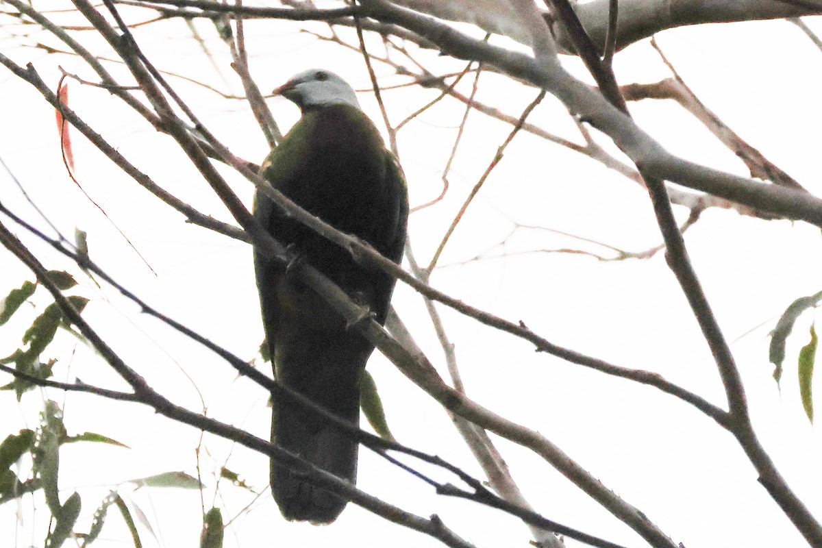 Wompoo Fruit-Dove - ML640805942