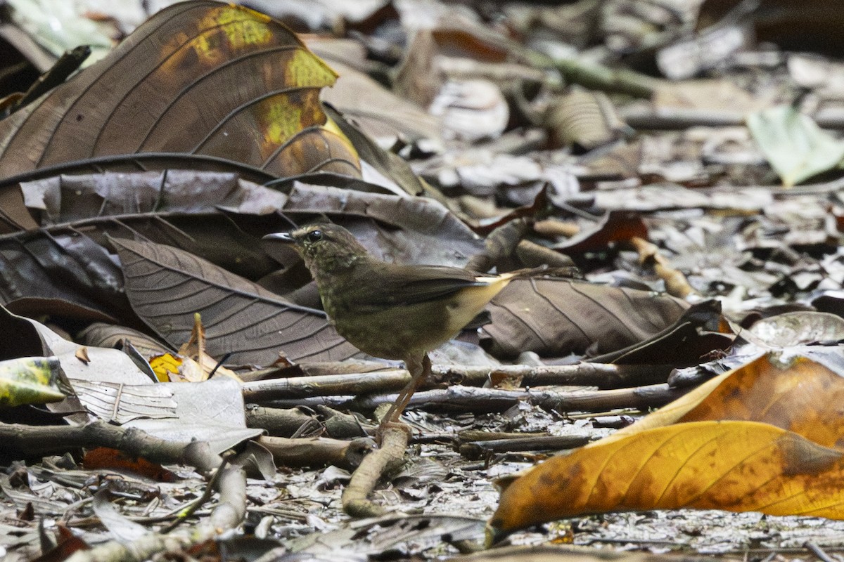 Buff-rumped Warbler - ML640805965