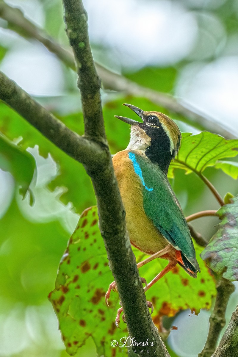 Indian Pitta - ML640805992