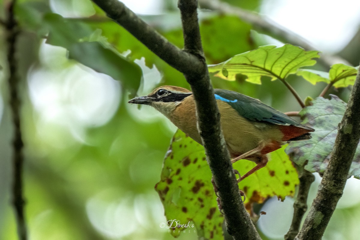Indian Pitta - ML640805993