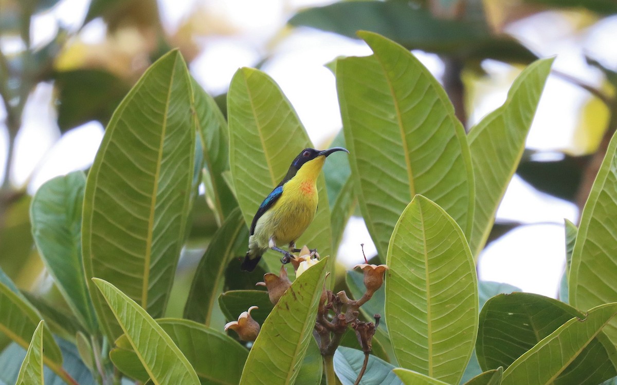 Metallic-winged Sunbird - ML640806013