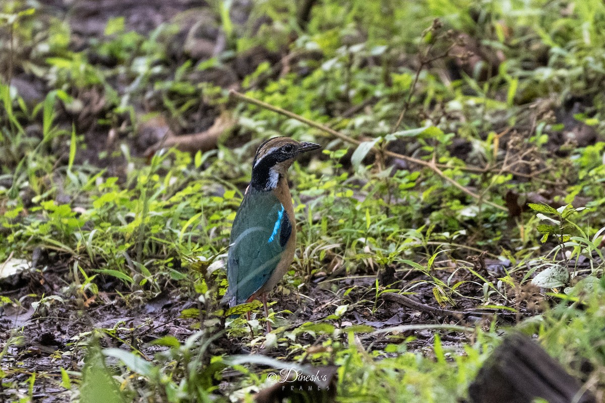 Indian Pitta - ML640806084