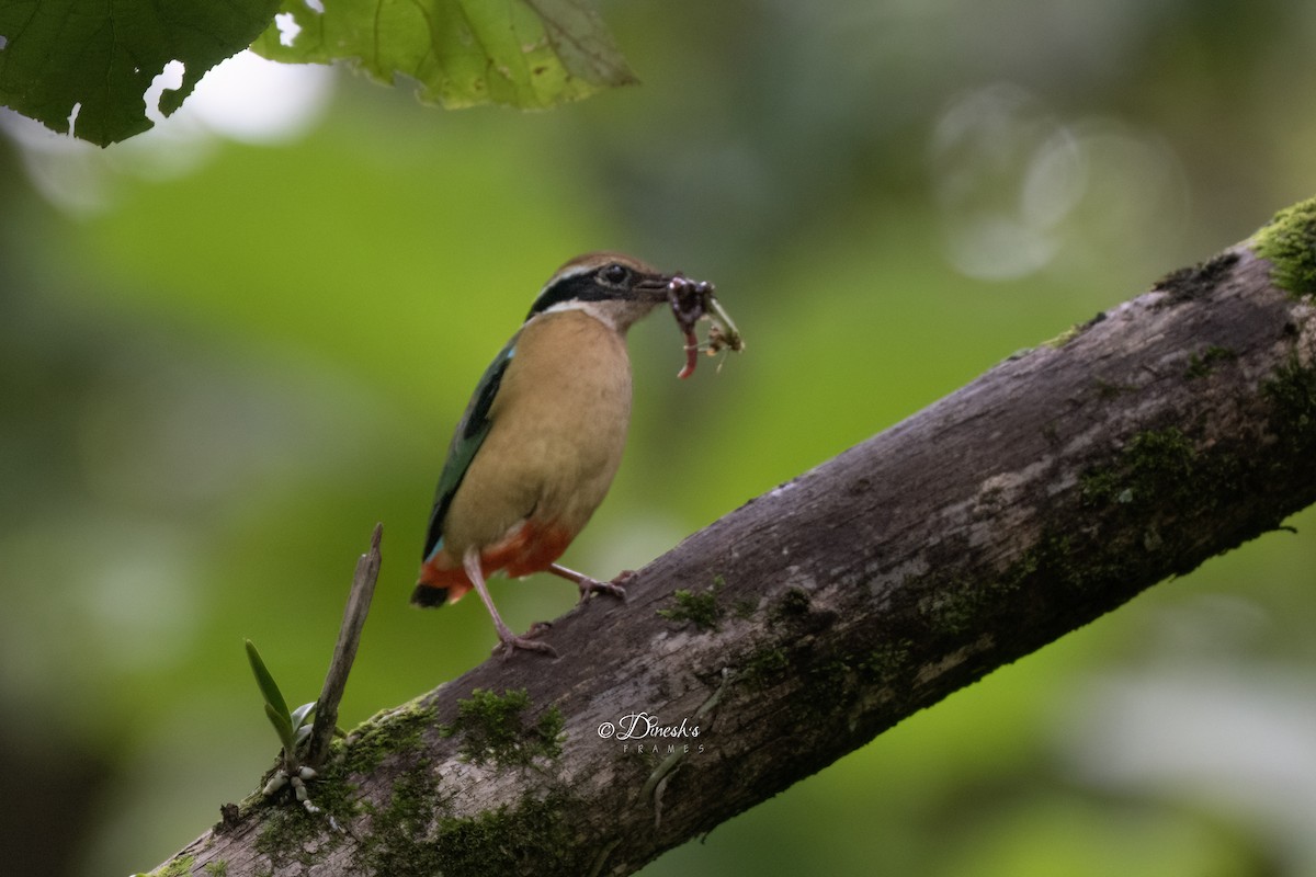 Indian Pitta - ML640806086