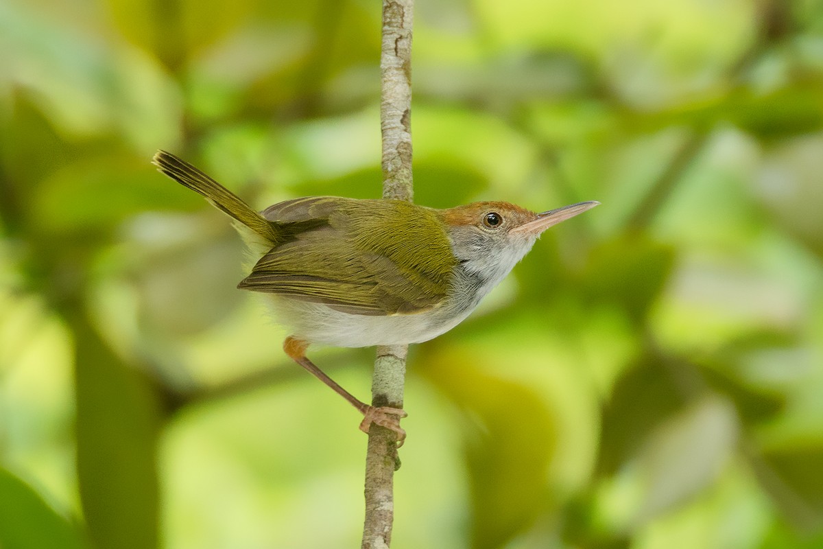 Dark-necked Tailorbird - Ayuwat Jearwattanakanok