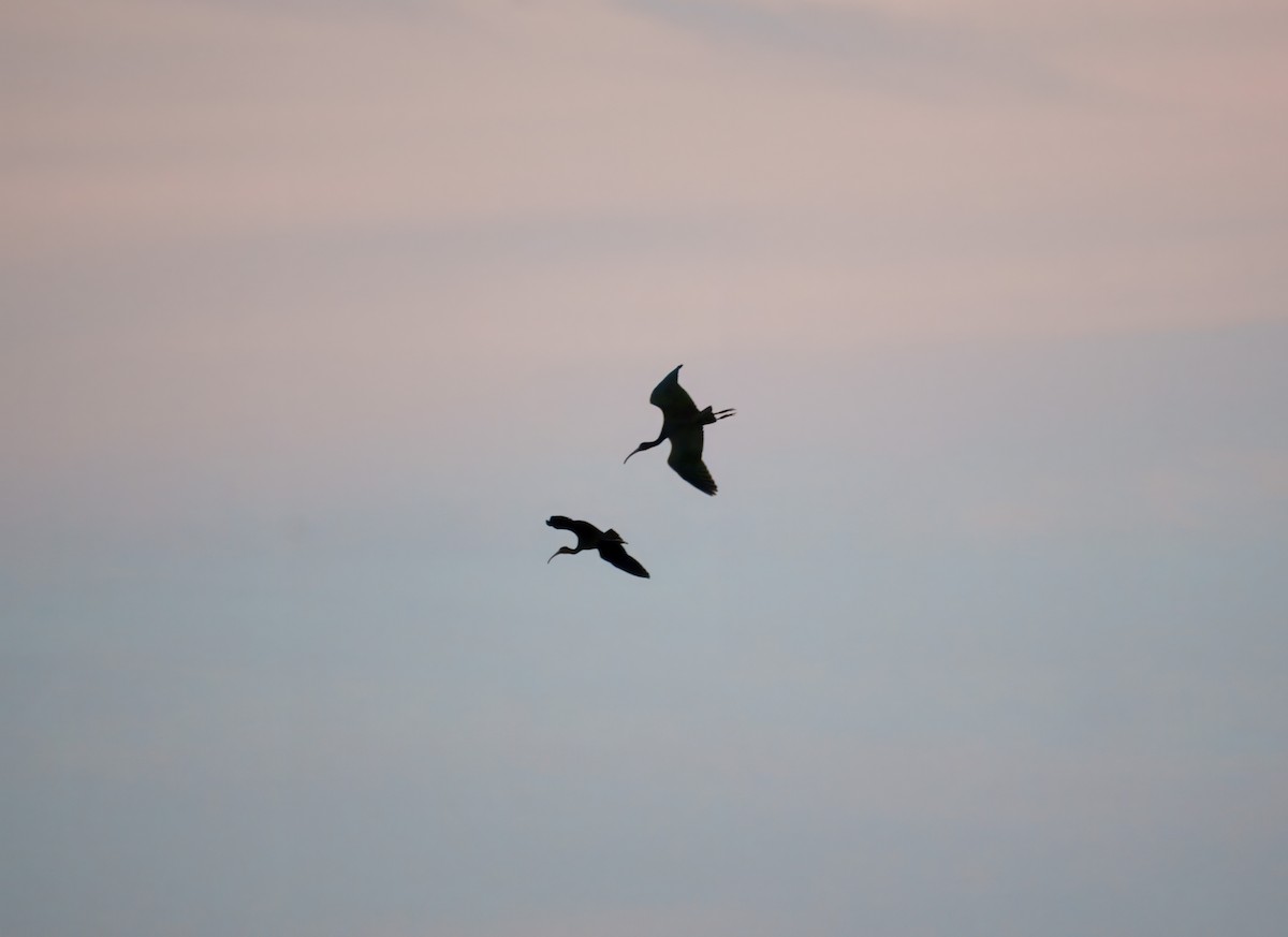 Glossy Ibis - ML640806113