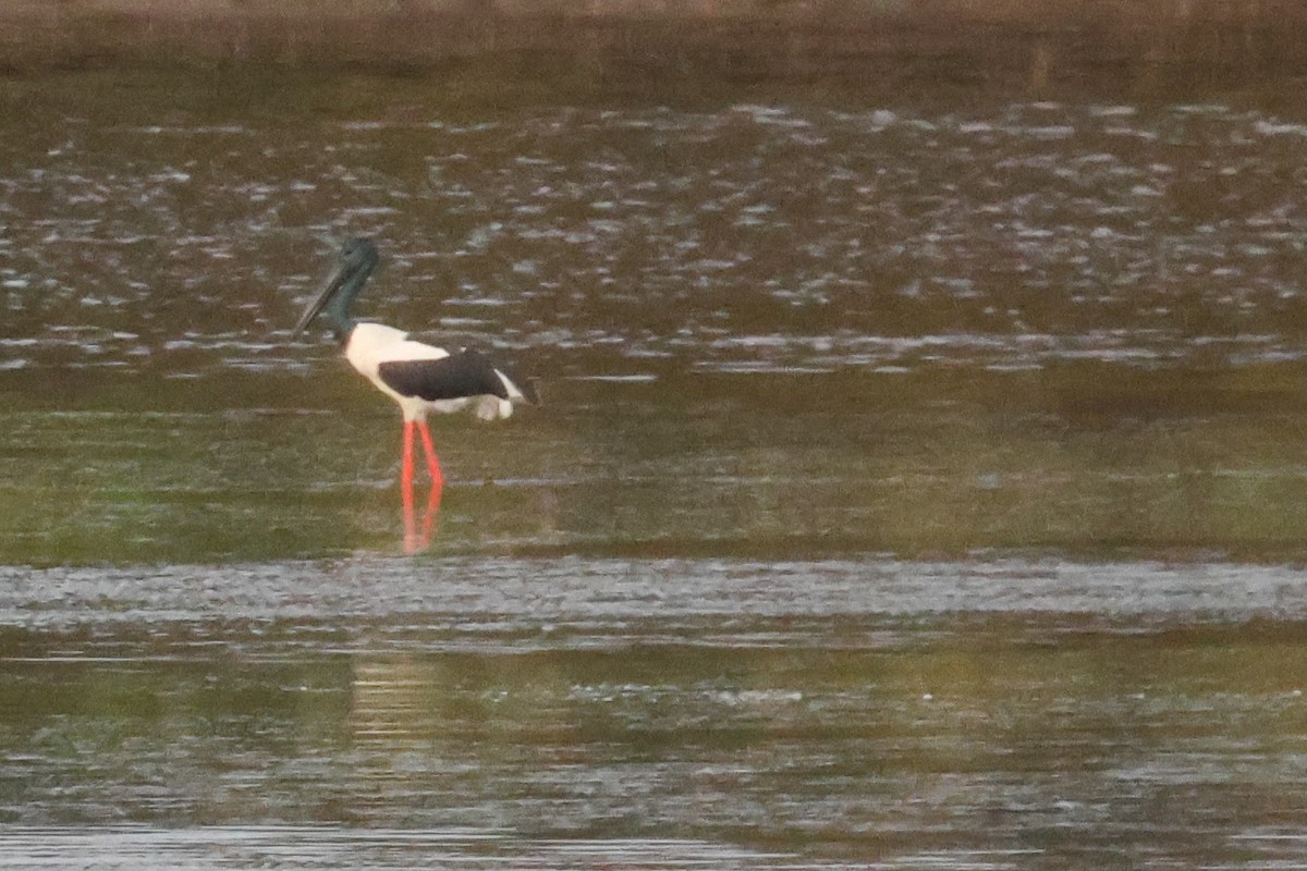 Black-necked Stork - ML640806148