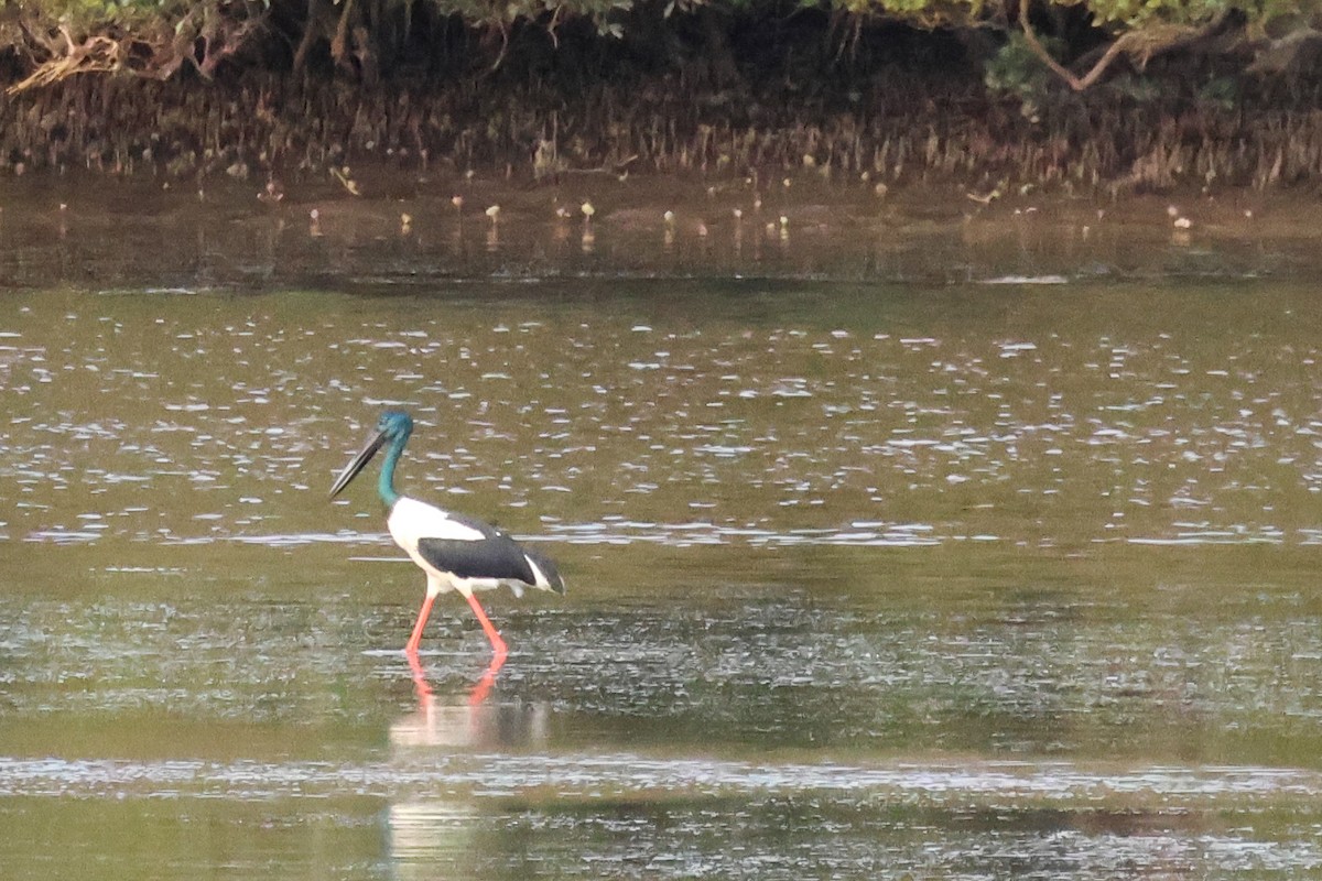 Black-necked Stork - ML640806151