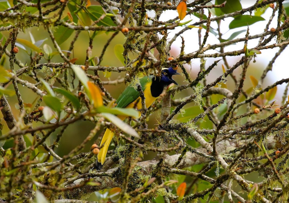 Green Jay (Inca) - ML640806161
