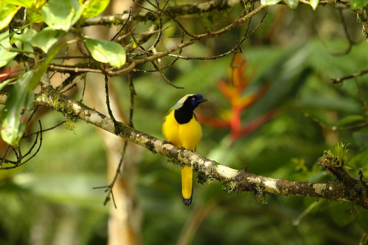 Green Jay (Inca) - ML640806162