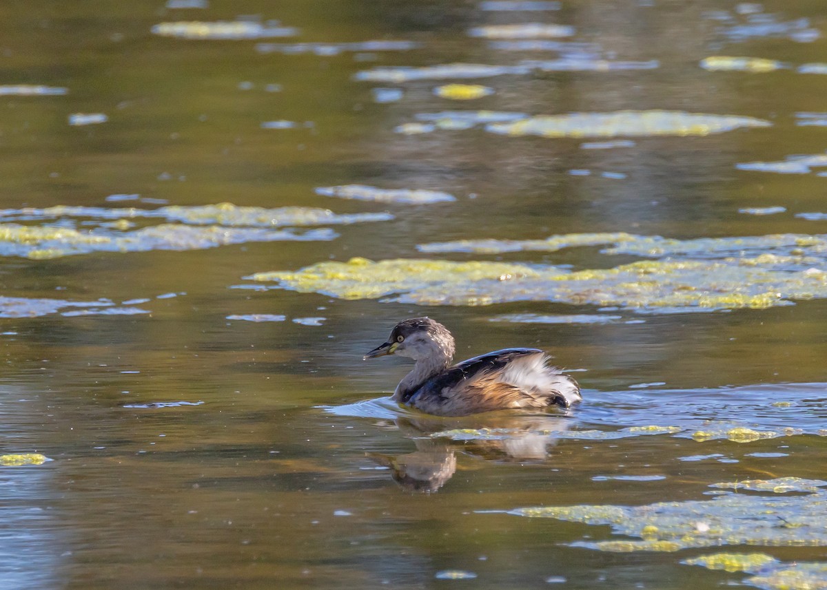 Australasian Grebe - ML640806210