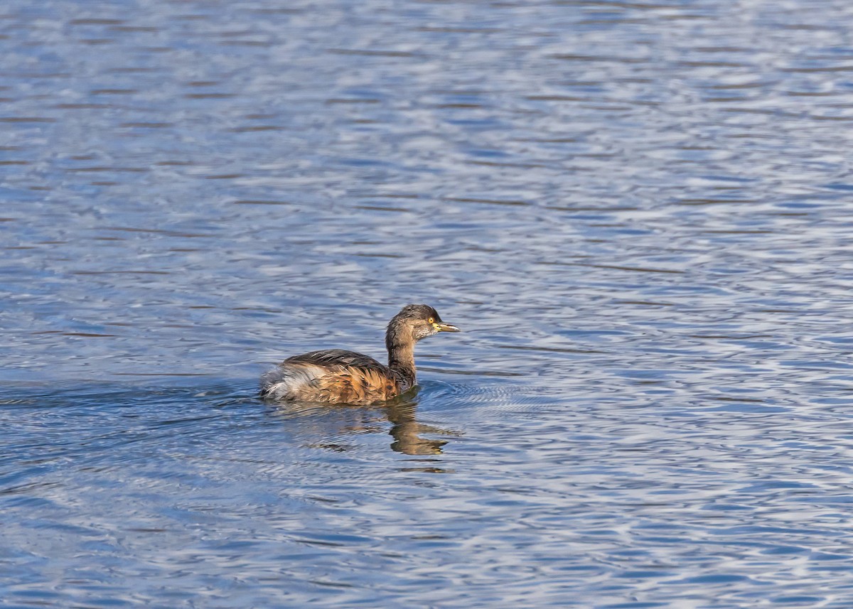 Australasian Grebe - ML640806211