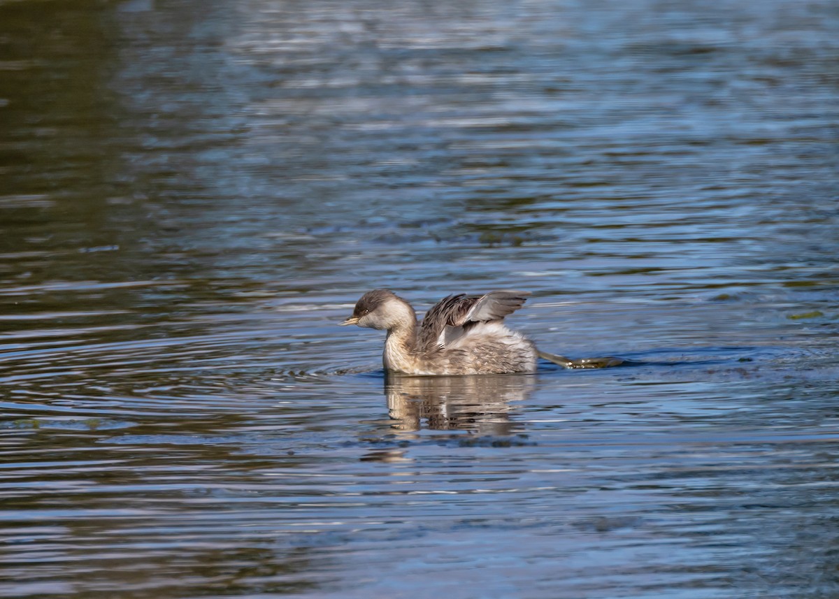 Hoary-headed Grebe - ML640806216