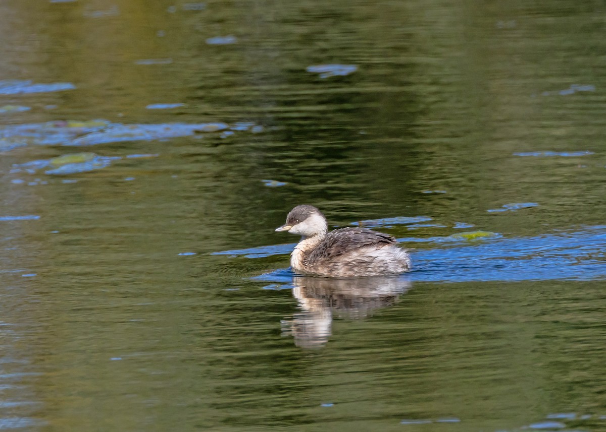 Hoary-headed Grebe - ML640806217