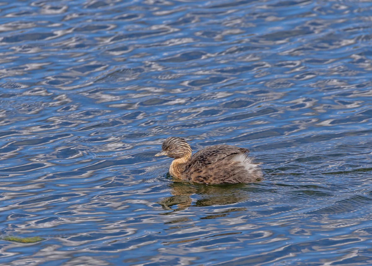 Hoary-headed Grebe - ML640806218