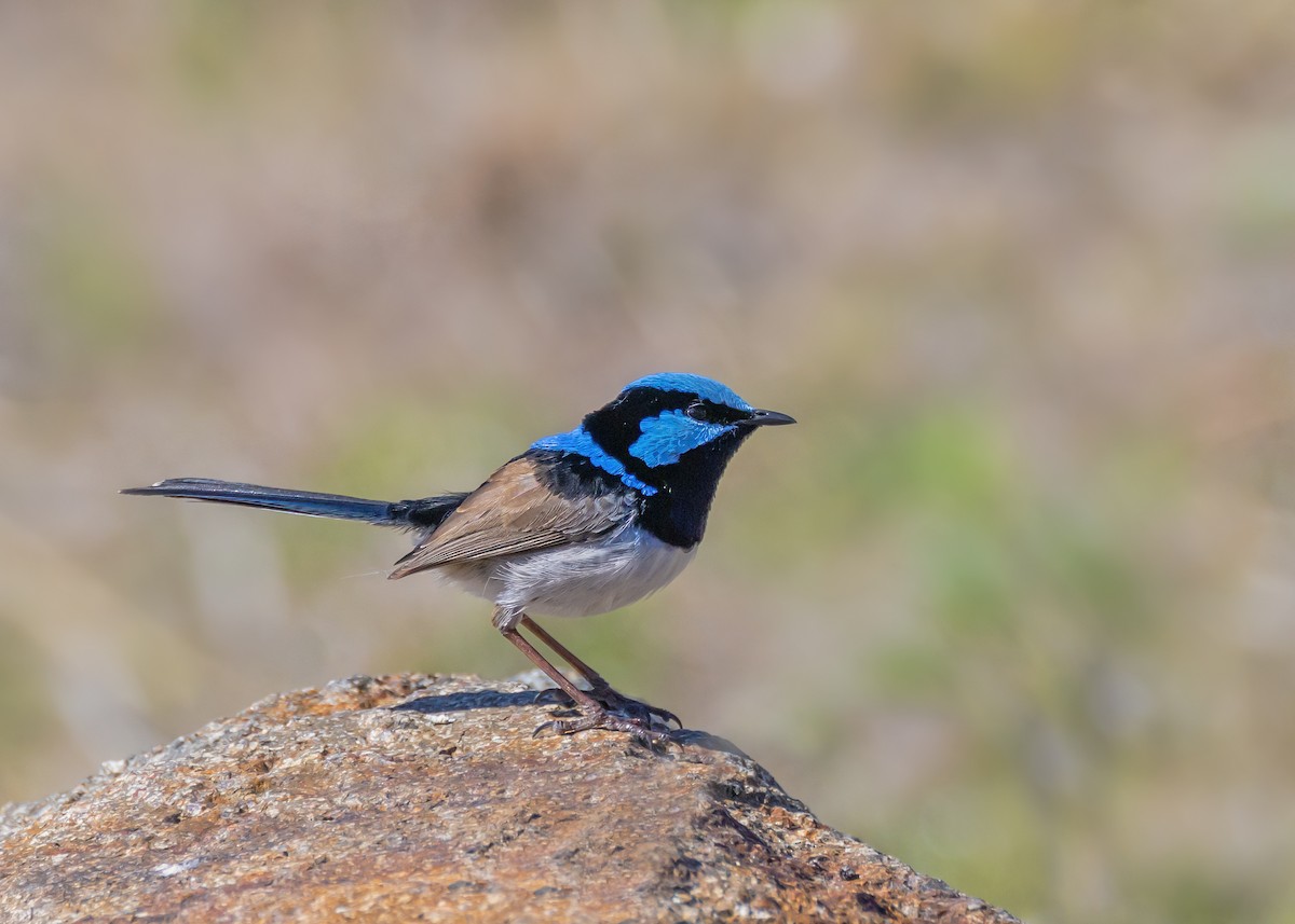 Superb Fairywren - ML640806242