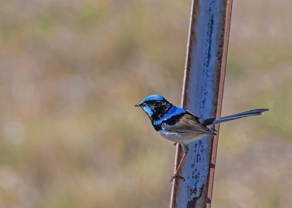 Superb Fairywren - ML640806244