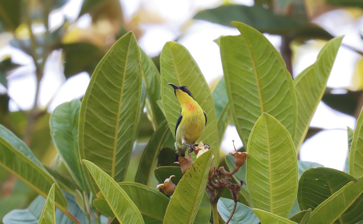 Metallic-winged Sunbird - ML640806293