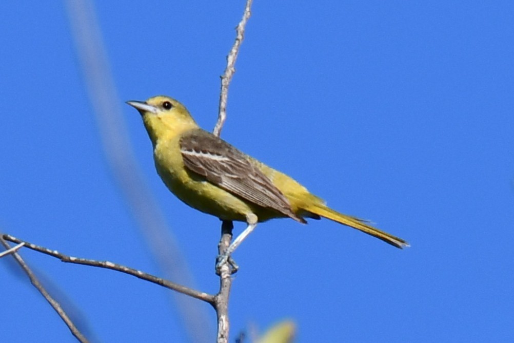 Oriole des vergers - ML640806329