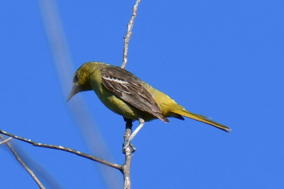 Oriole des vergers - ML640806330