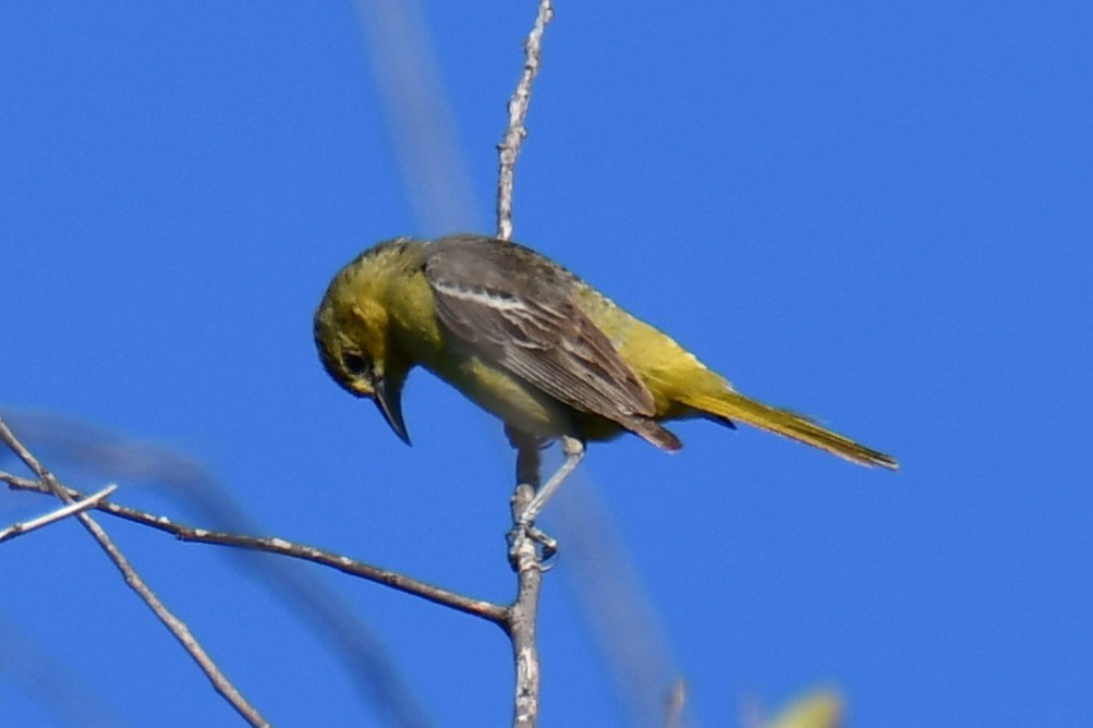 Oriole des vergers - ML640806331