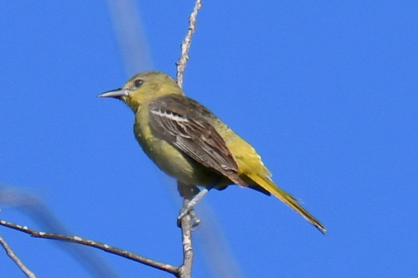 Oriole des vergers - ML640806332