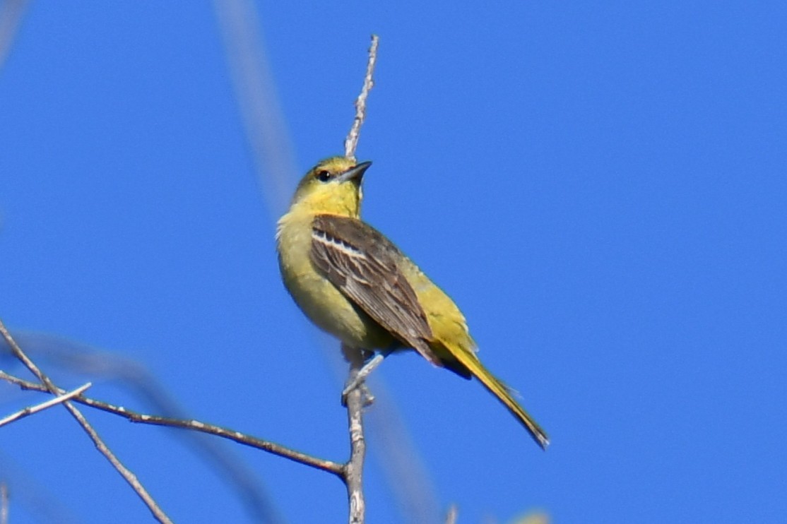 Oriole des vergers - ML640806333