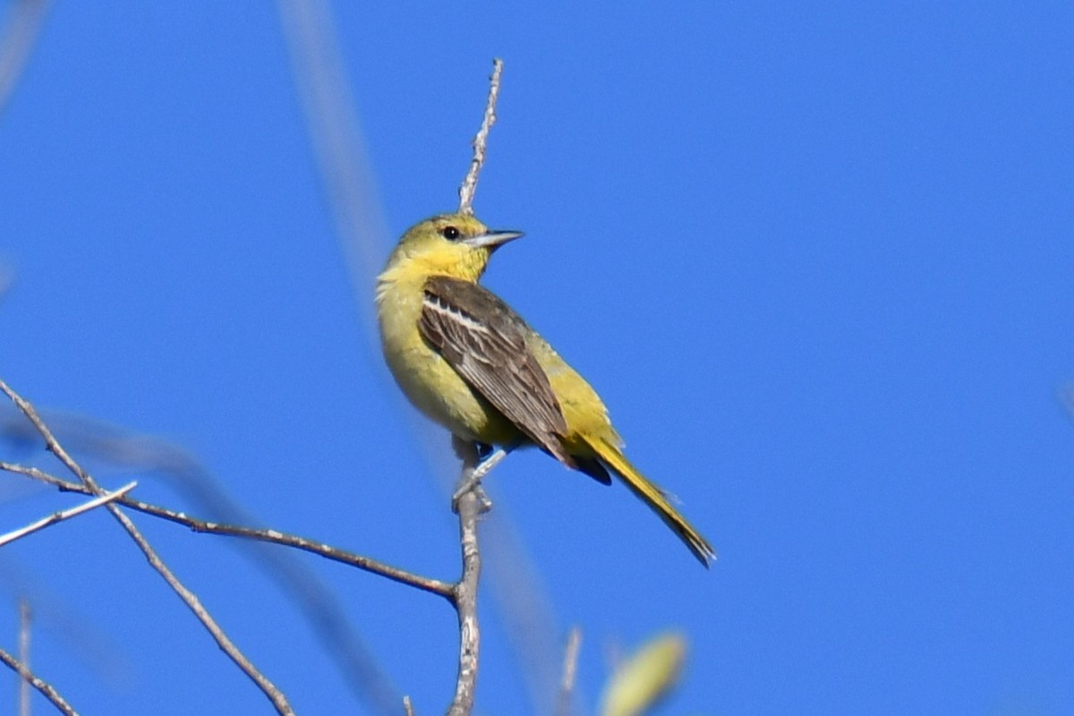 Oriole des vergers - ML640806334