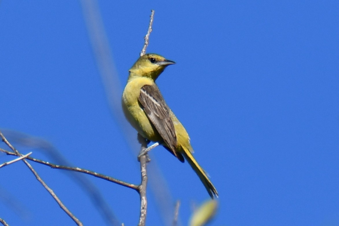 Oriole des vergers - ML640806335