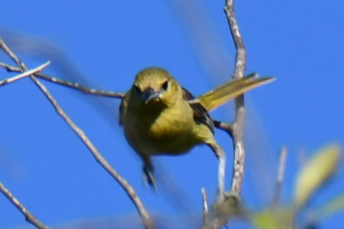 Oriole des vergers - ML640806336