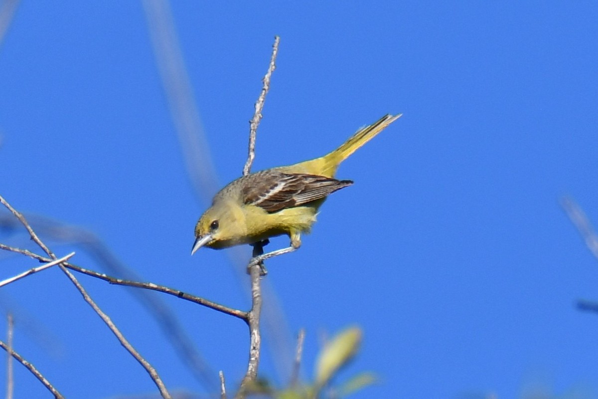 Oriole des vergers - ML640806337