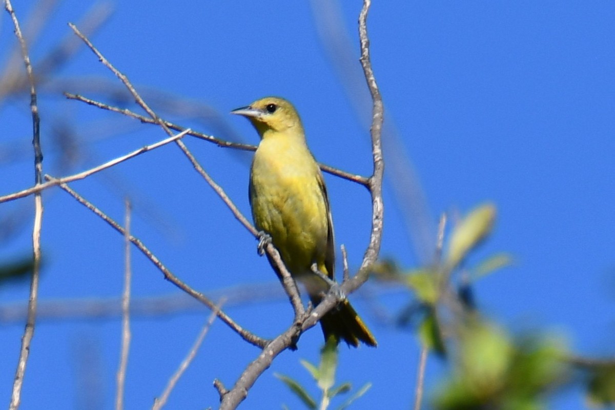 Oriole des vergers - ML640806338