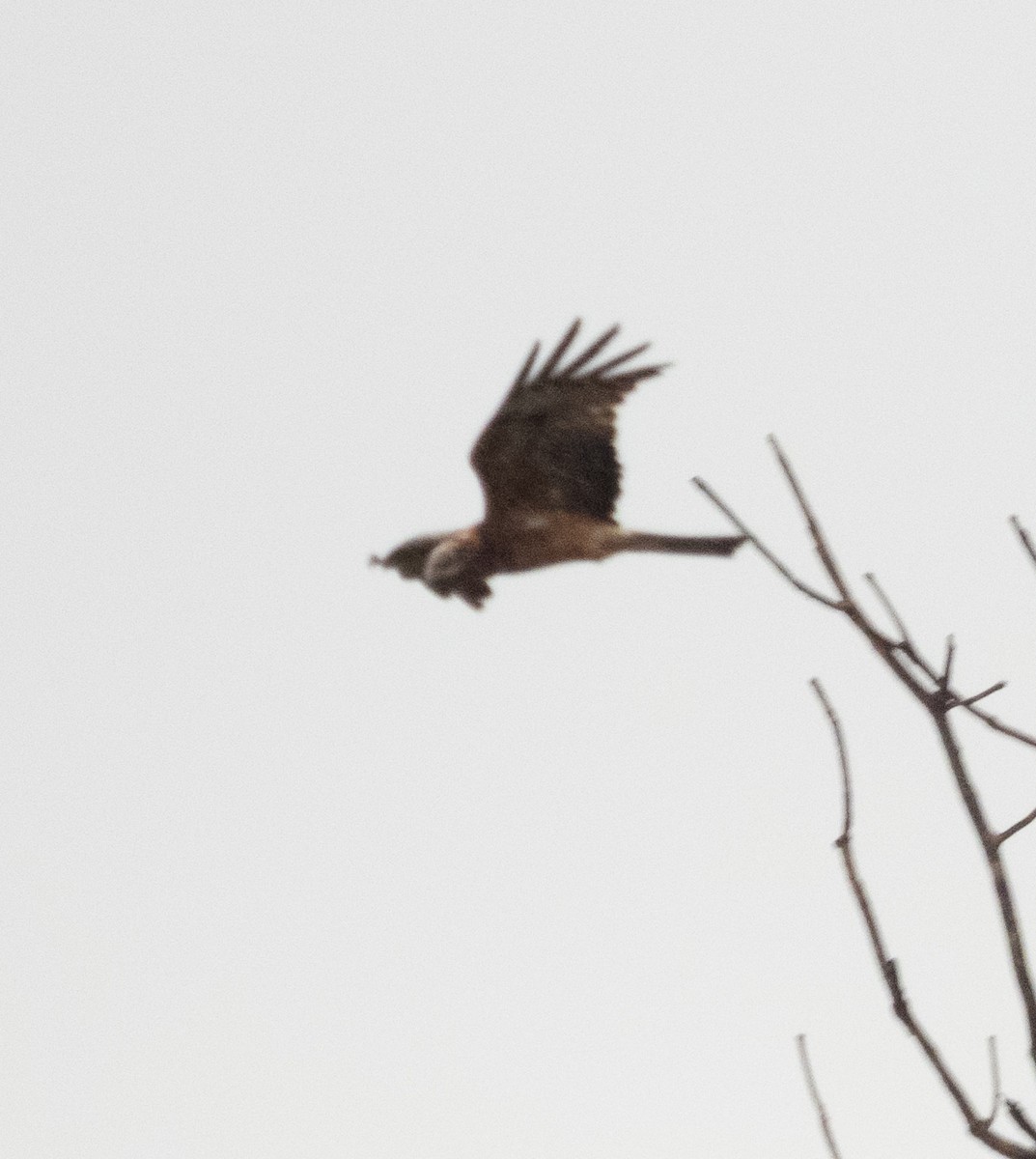 Square-tailed Kite - ML640806347