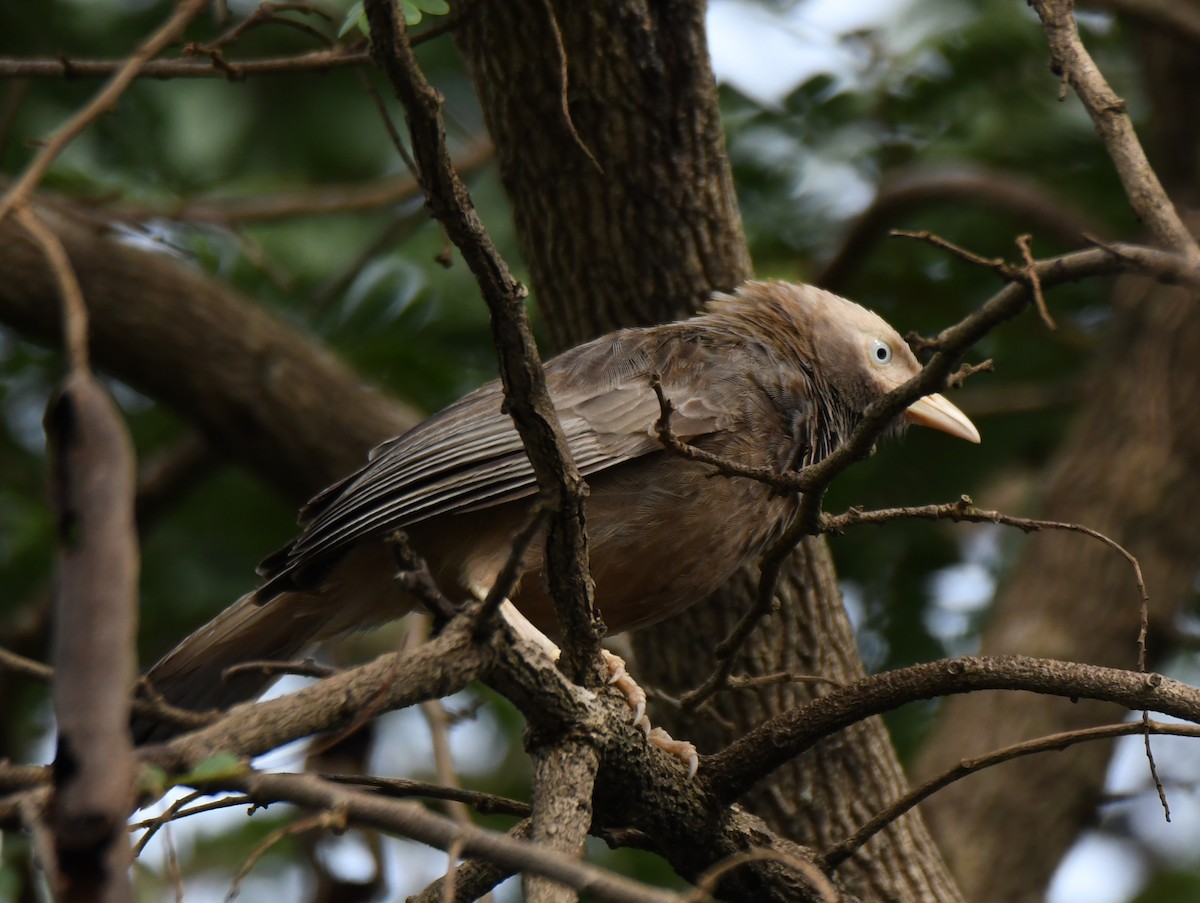 Yellow-billed Babbler - ML640806350