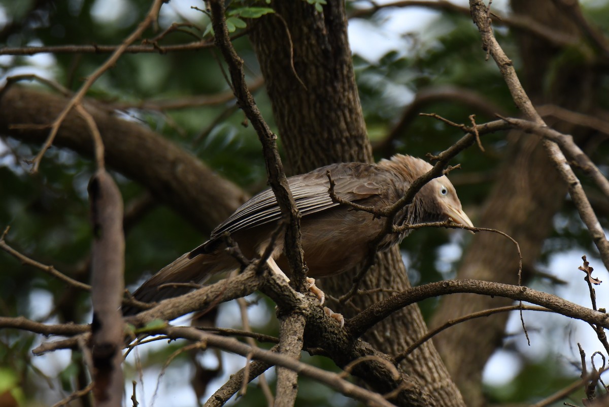 Yellow-billed Babbler - ML640806354