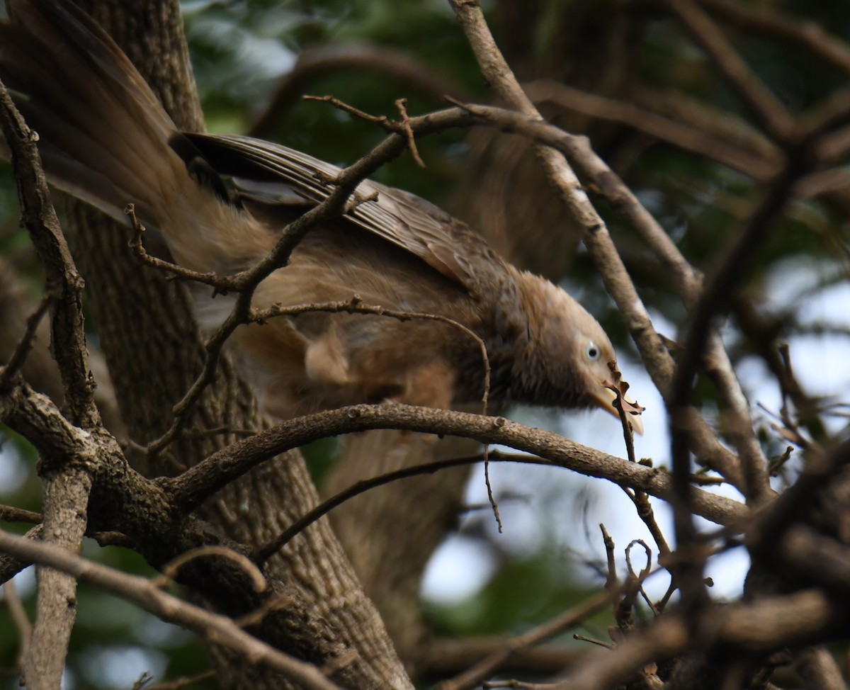 Yellow-billed Babbler - ML640806359