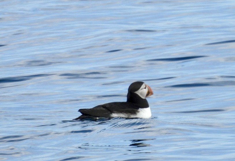 Atlantic Puffin - ML640806362