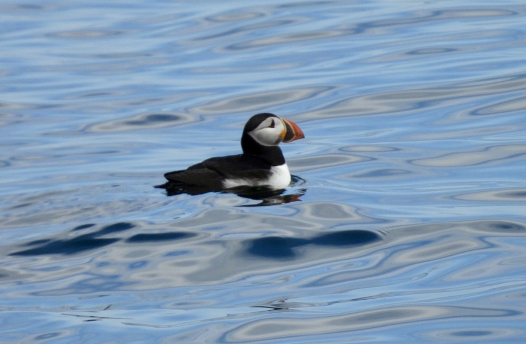 Atlantic Puffin - ML640806363