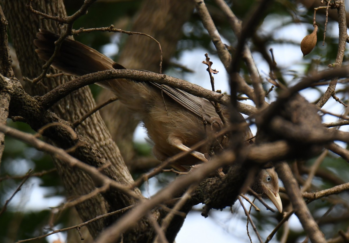 Yellow-billed Babbler - ML640806364