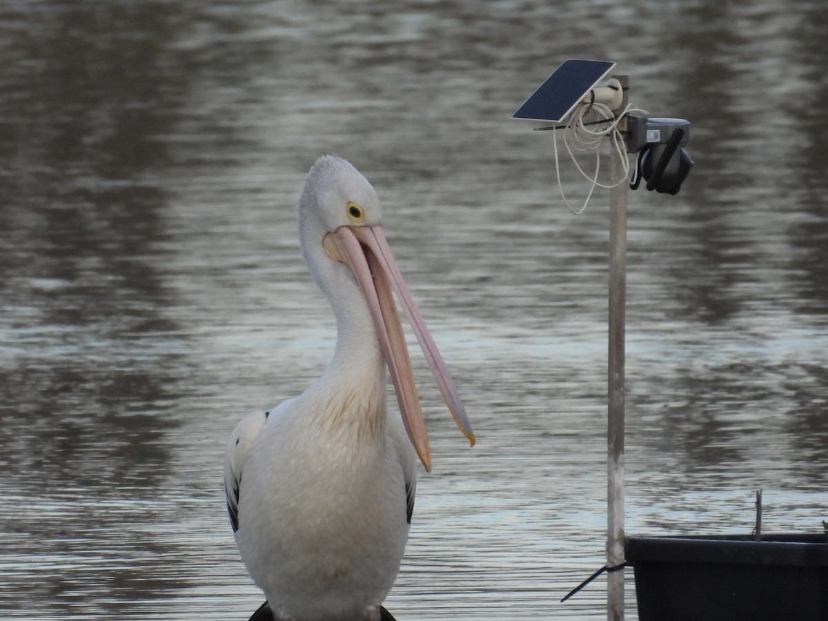 Australian Pelican - ML640806370
